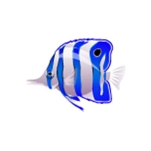 Blue Butterflyfish